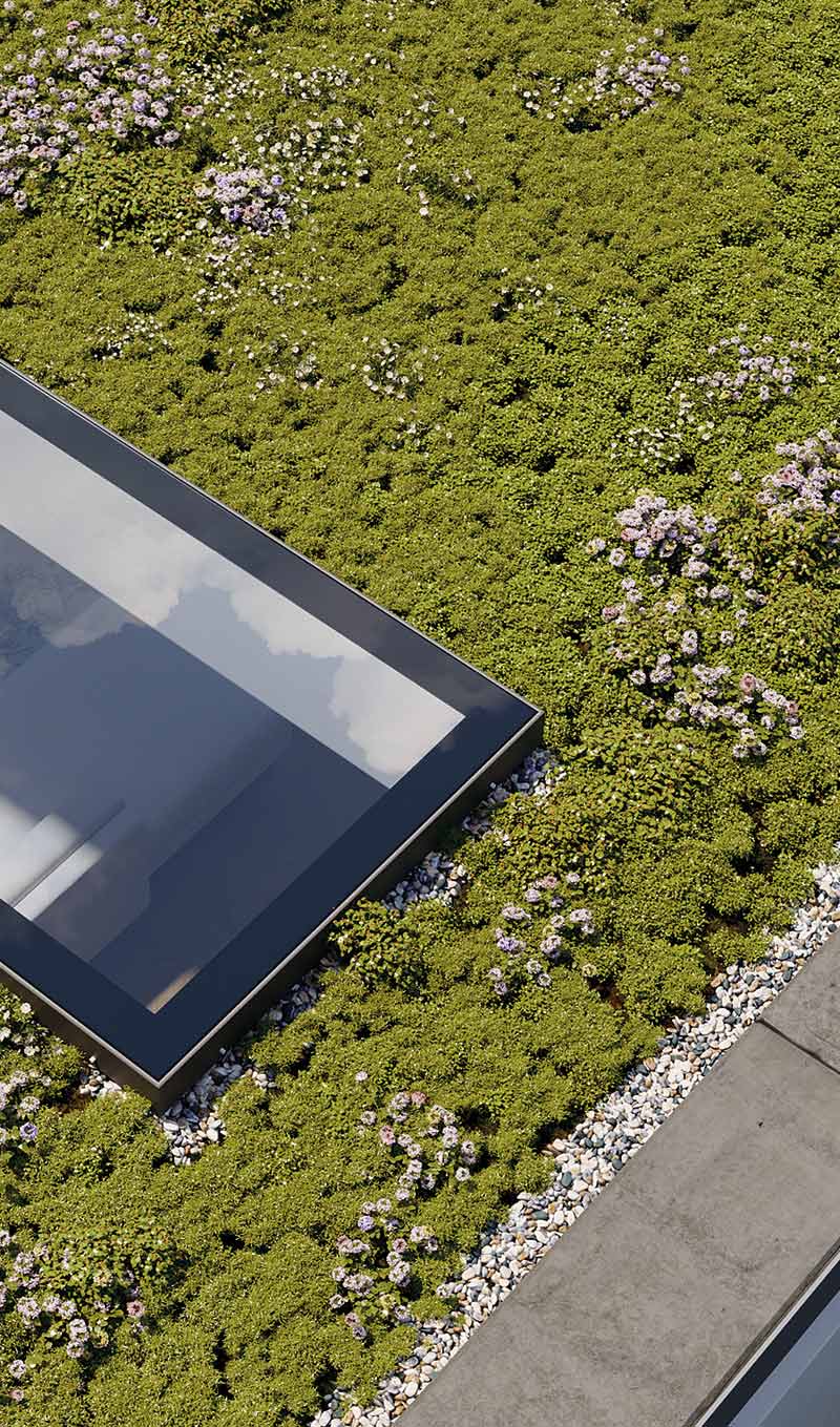 Top of rooflight on flat green roof